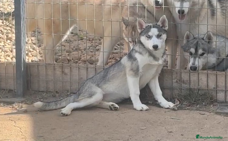 Husky Siberiano perros - Anuncio 1