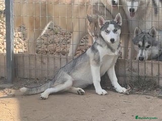 Husky Siberiano perros - Anuncio 1
