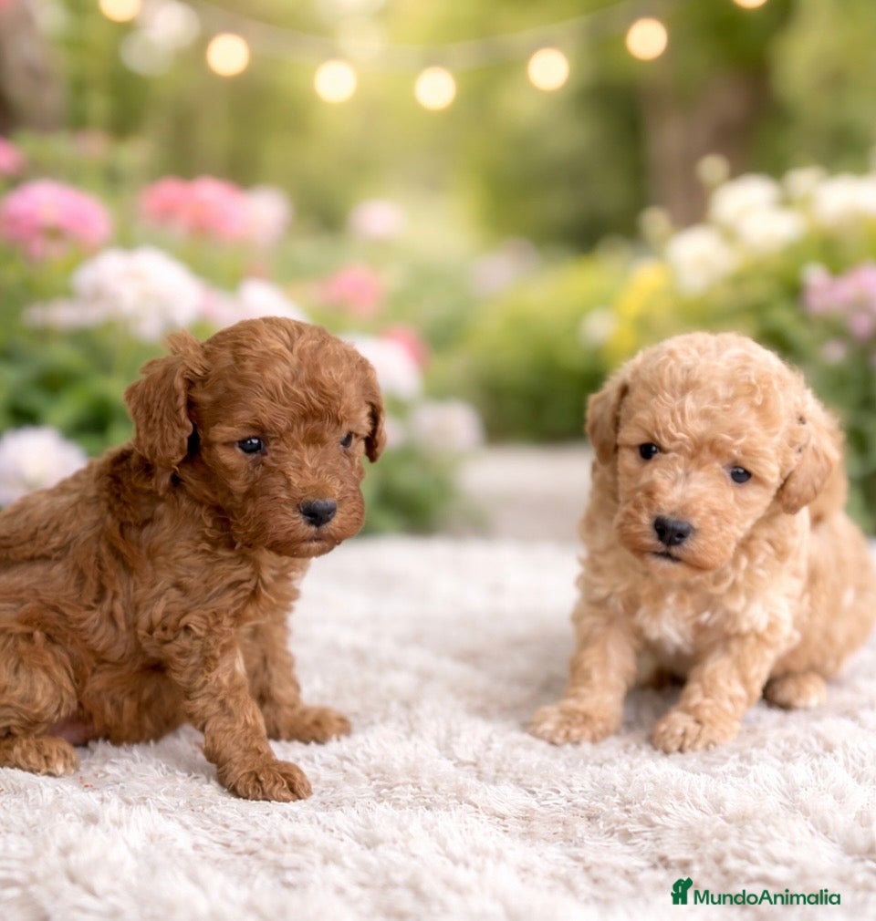 Caniche Enano perros Caniche - Anuncio 3