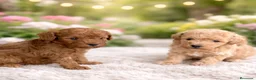 Caniche Enano perros en venta: Caniche - Anuncio 1