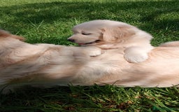 Golden Retriever perros en venta: Camada de Golden Retriever  - Imagen 6