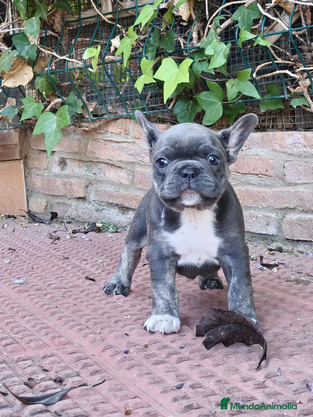 Bulldog Francés perros en venta: Bulldog francés blue  - Anuncio 2