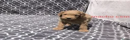 Caniche Gigante perros en venta: Caniches gigantes  - Anuncio 14