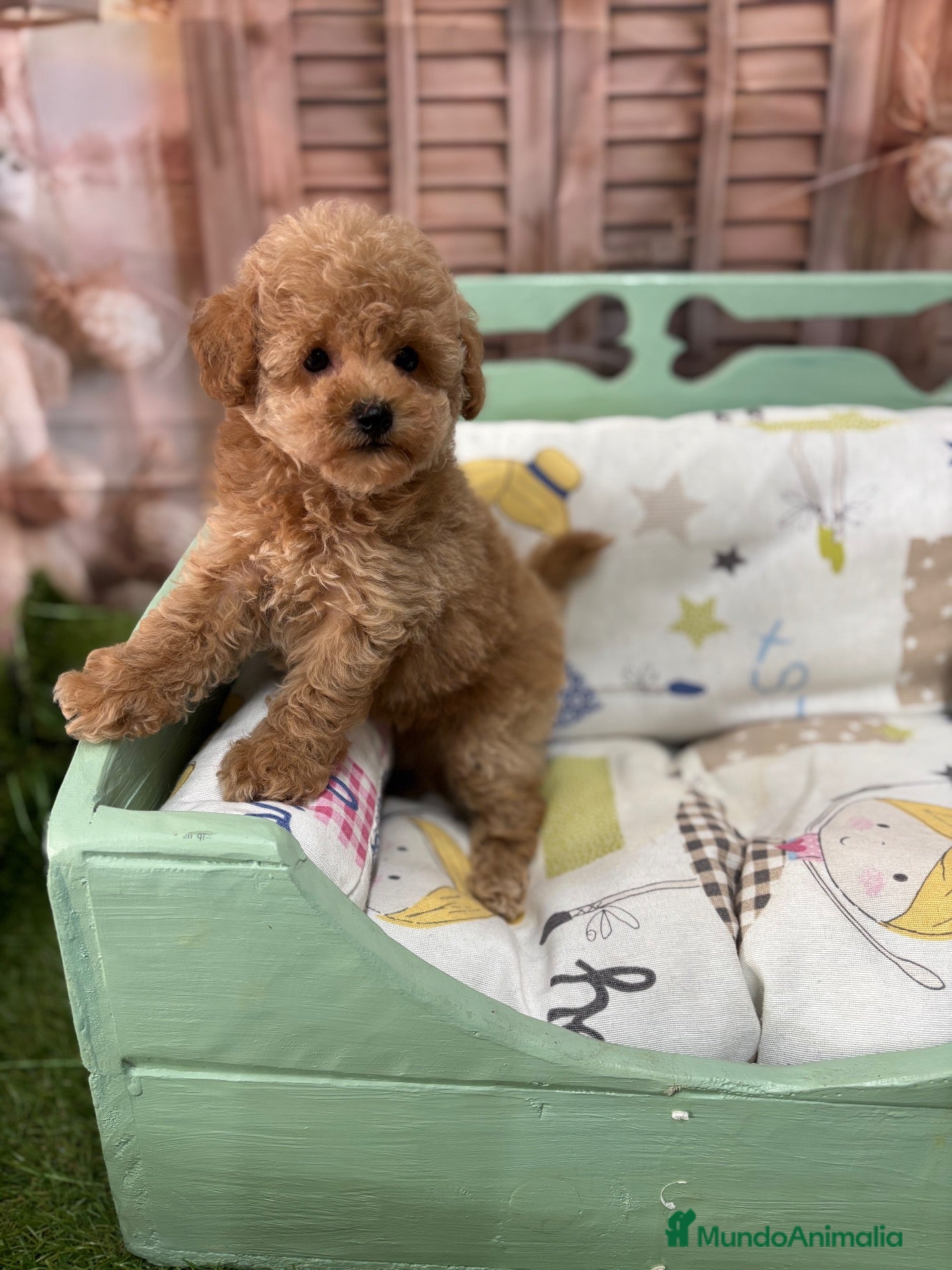 Caniche Toy perros Caniche toy apricot muy pequeñita!!!! - Anuncio 4