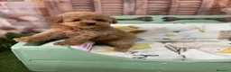 Caniche Toy perros en venta: Caniche toy apricot muy pequeñita!!!! - Anuncio 1