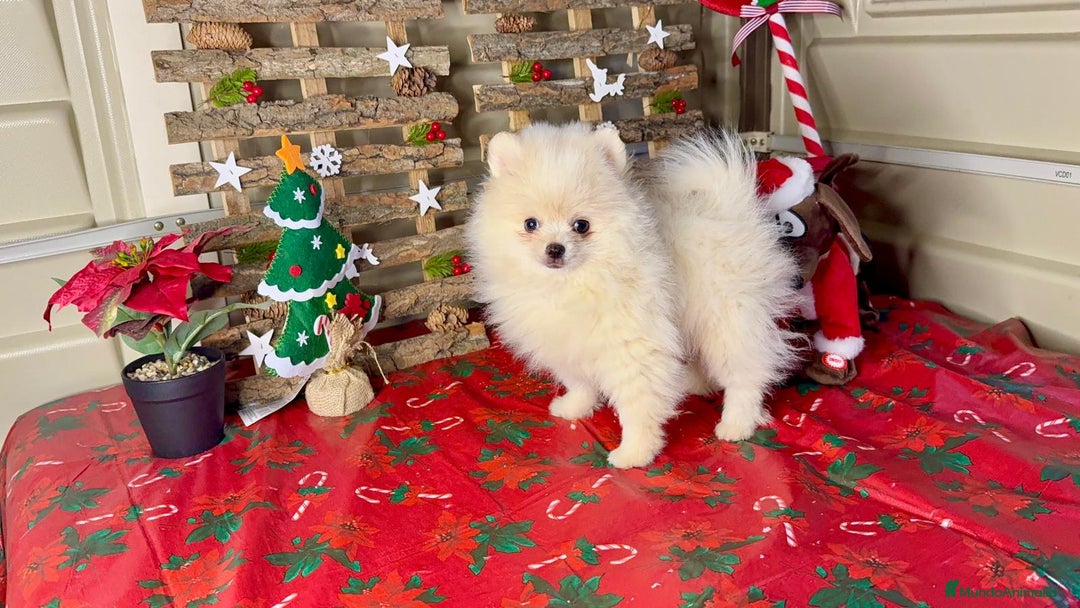 Pomerania perros en venta: Pomeranian toy - Anuncio 2