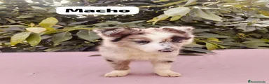 Border Collie 1