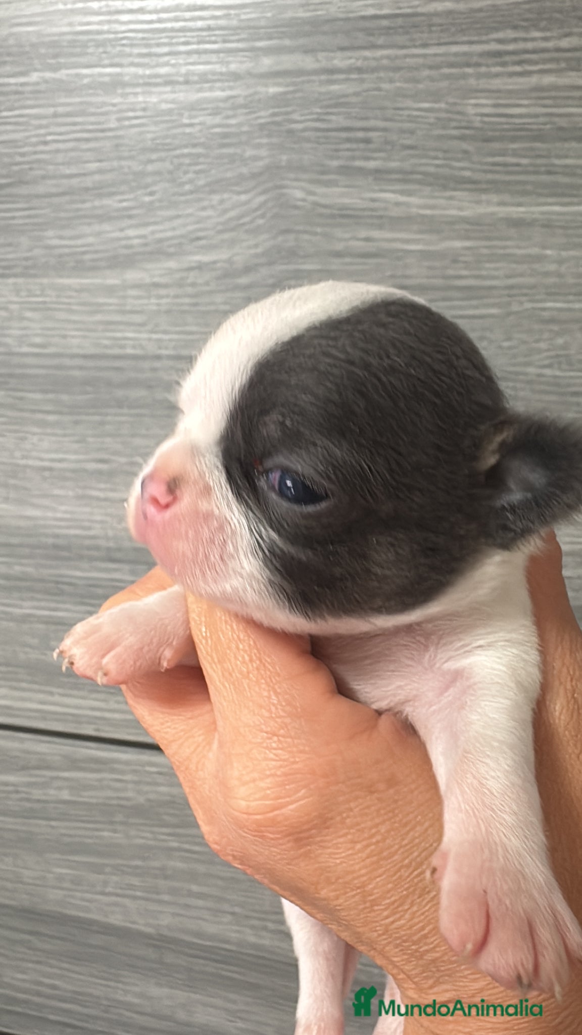 Chihuahua perros Chihuahua cabeza manzana toy - Anuncio 1