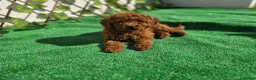 Caniche Toy perros en venta: CANICHE TOY - Anuncio 1