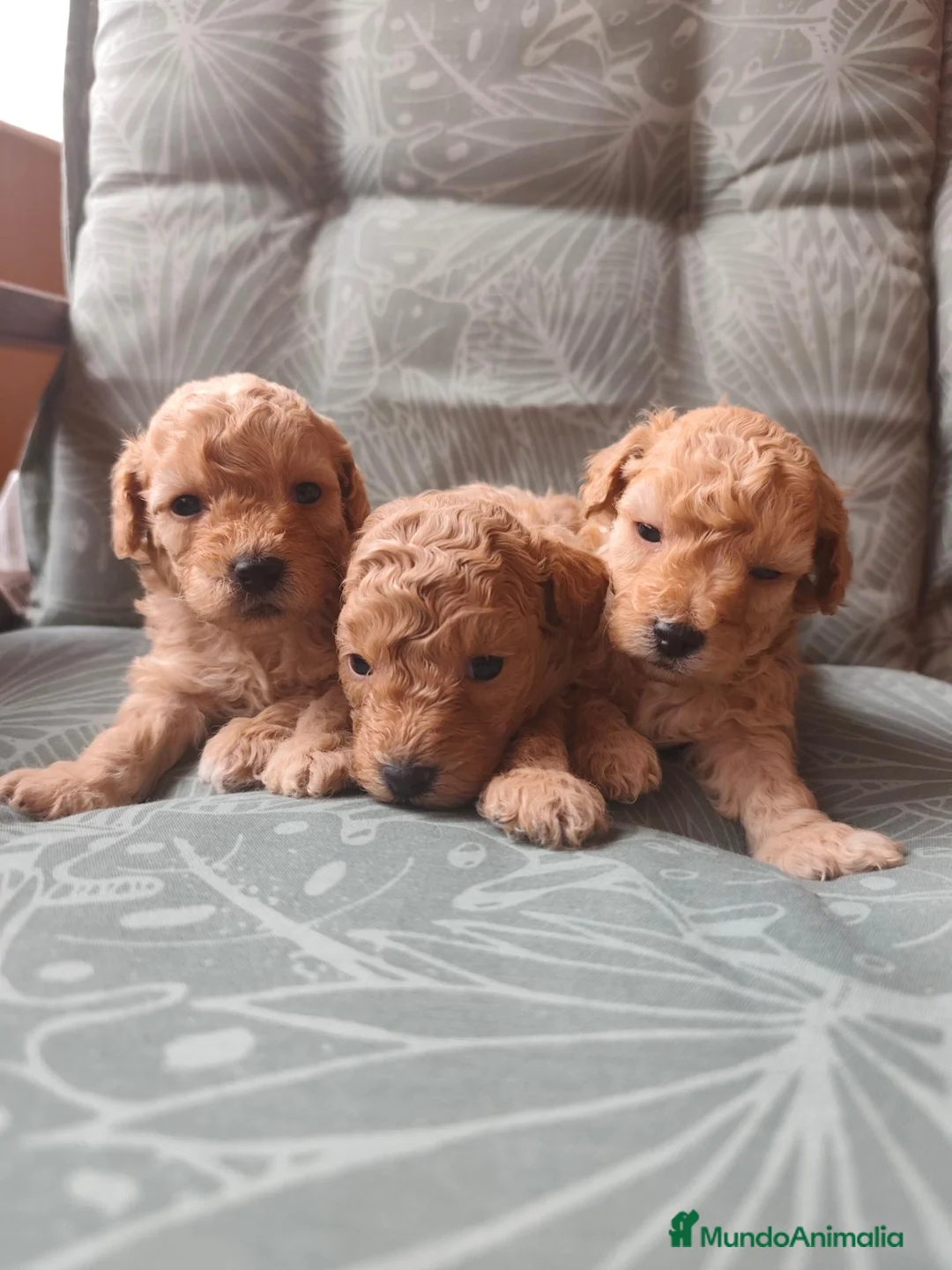 Caniche Toy perros en venta: Caniche toy PRECIO REAL en Álava - Anuncio 14