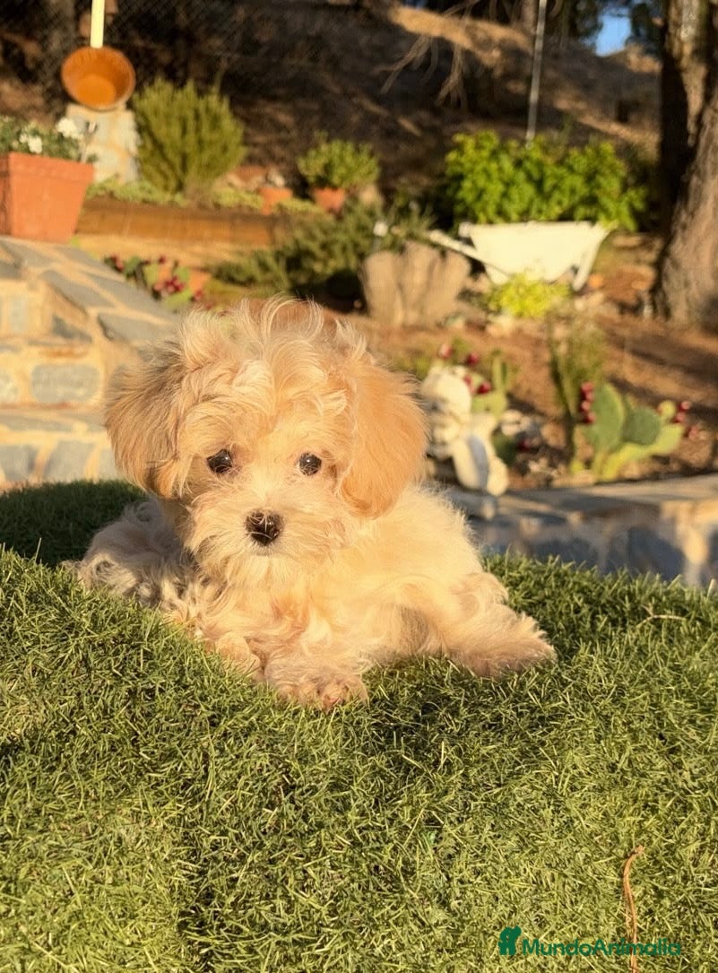 Maltipoo perros Maltipoo Toy fotos actuales  - Anuncio 1