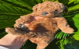 Caniche Toy perros en venta: Caniche micro toy  - Imagen 6