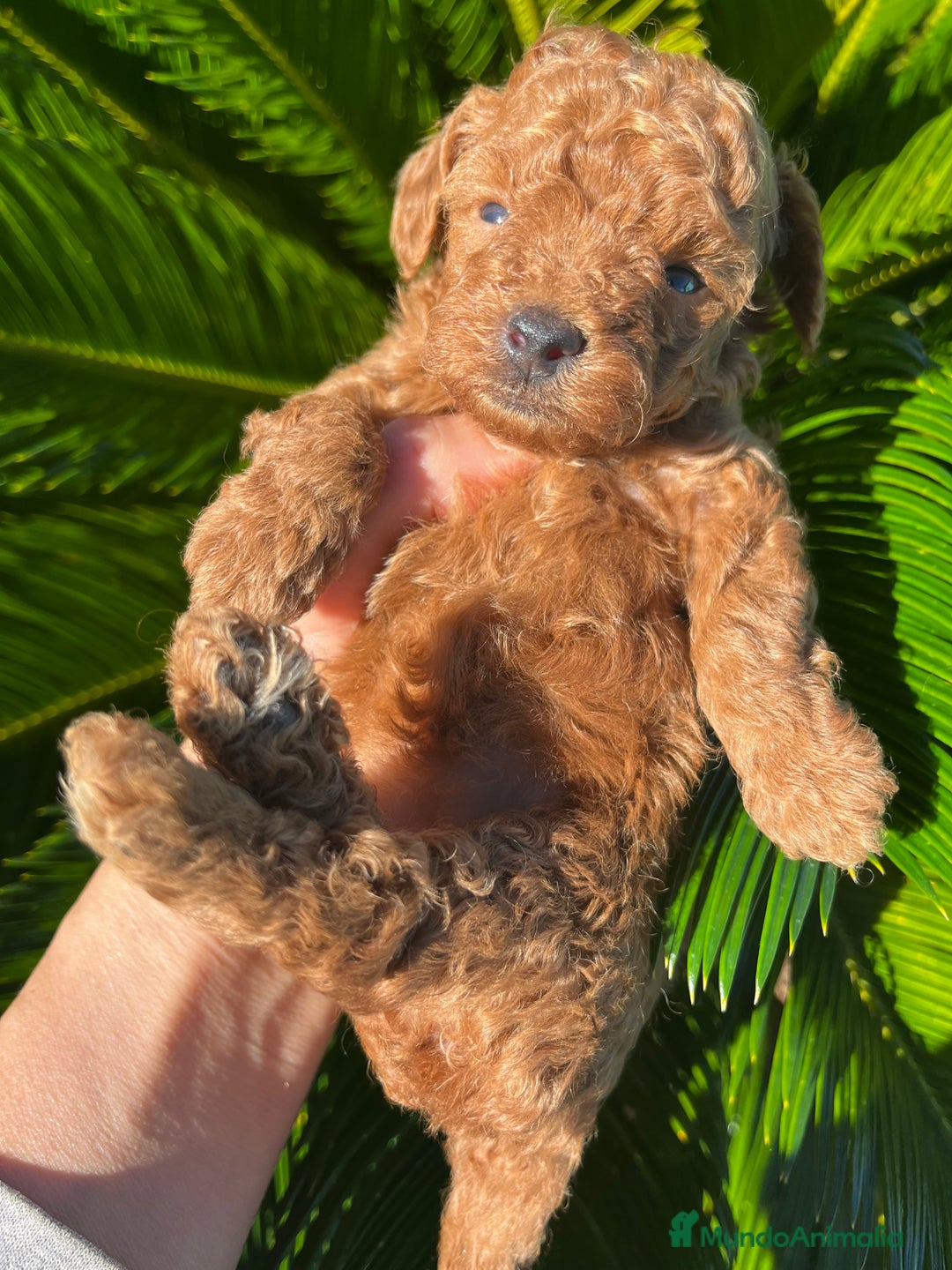 Caniche Toy perros en venta: Caniche micro toy  - Imagen 6