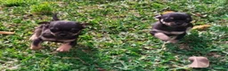 Chihuahua perros en venta: Cachorros de chihuahua mini Toy  - Anuncio 7