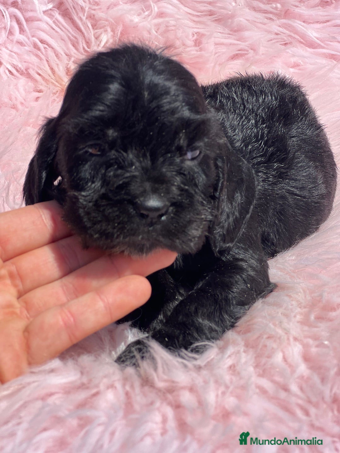 Cocker Spaniel Inglés perros en venta: Cocker ingles negra  - Imagen 3