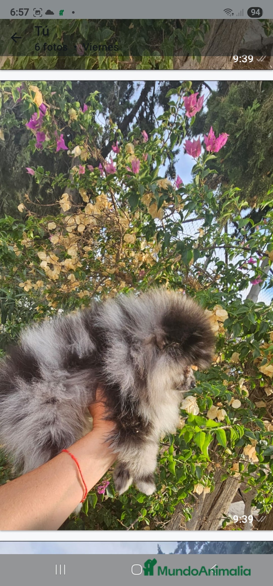 Pomerania perros en venta: Cachorritos exoticos  - Imagen 1