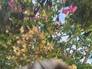 Pomerania perros - Anuncio 35