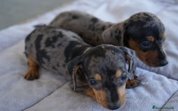 Teckel Miniatura perros en venta: 🐾 Rafaela y Molly – Teckel miniatura merlé🌌 - Imagen 2