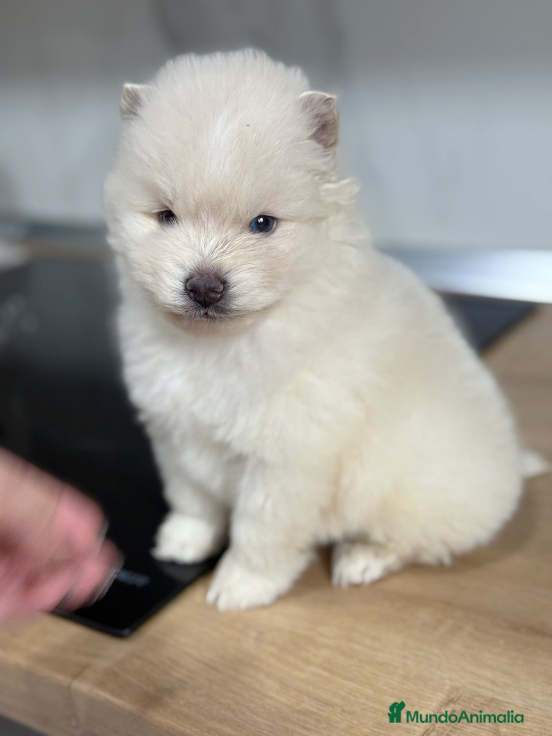 Pomsky perros en venta: Pomsky  - Anuncio 6