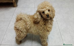 Caniche Toy perros en venta: Disponible caniche precioso  - Imagen 2
