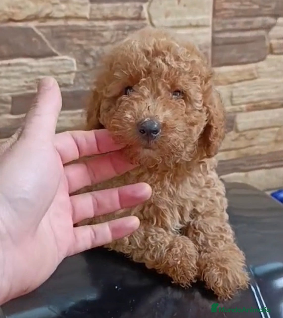 Caniche Toy perros Caniche toy macho  - Anuncio 1