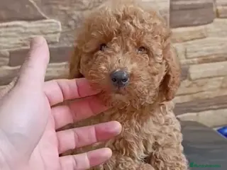 Caniche Toy perros Caniche toy macho - Anuncio 1