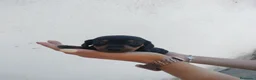 Teckel Miniatura perros en venta: Teckel miniaturas de calidad - Anuncio 5