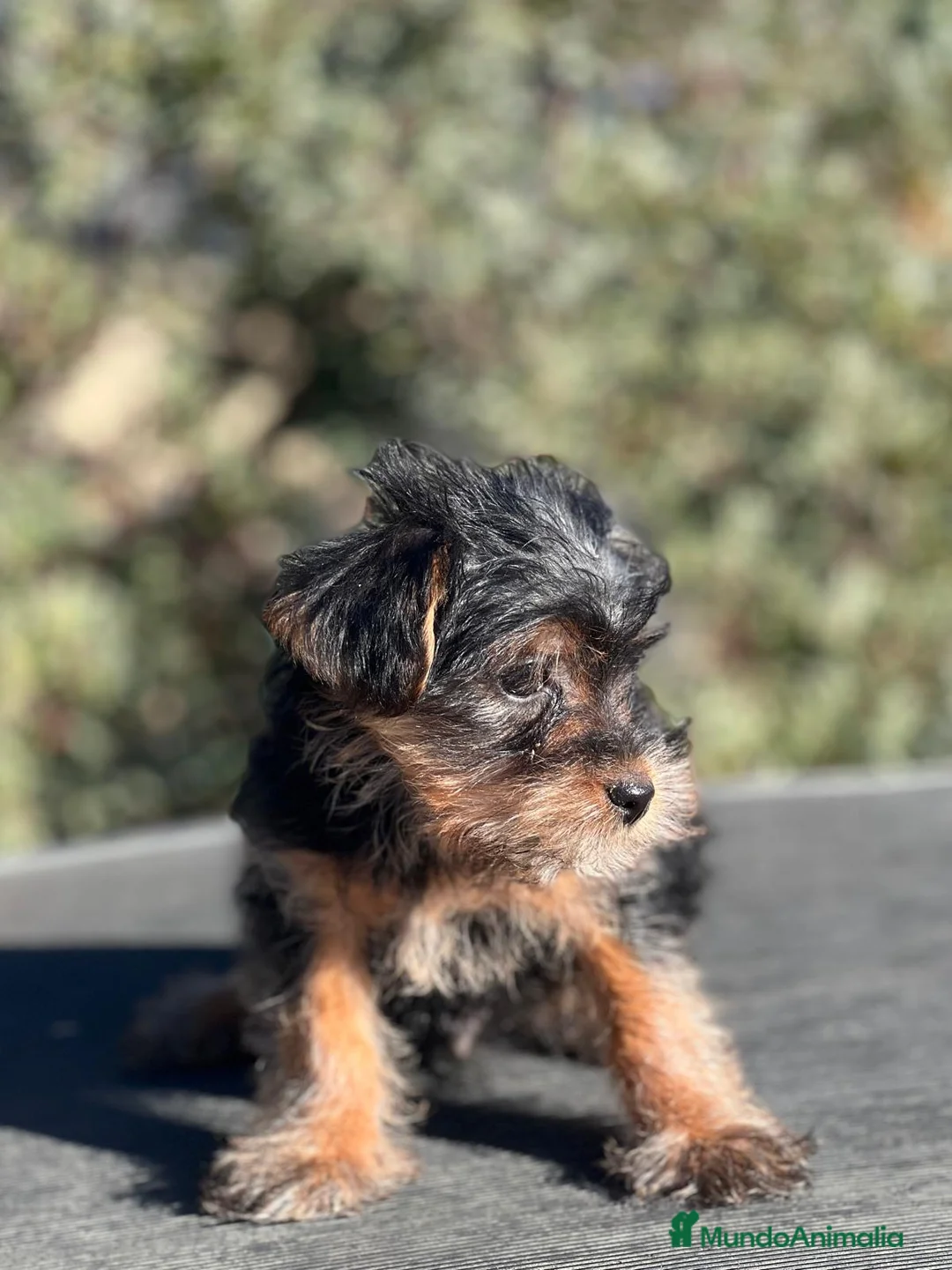 Yorkshire Terrier perros en venta: YORKY TERRIER en Barcelona - Anuncio 3