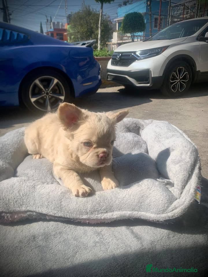 Bulldog Francés perros bulldog francés fluffy  - Anuncio 2