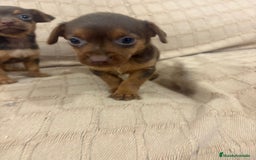 Pinscher Miniatura perros en venta: Pinscher miniatura chocolate  - Imagen 30