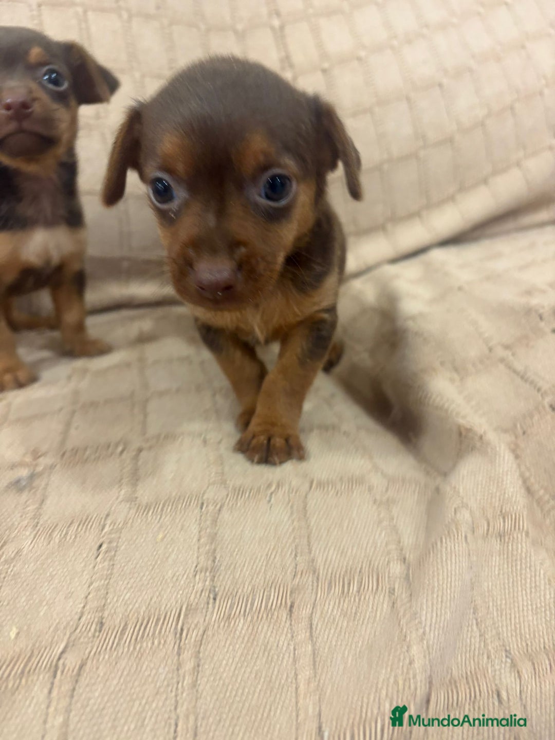 Pinscher Miniatura perros en venta: Pinscher miniatura chocolate  - Imagen 30