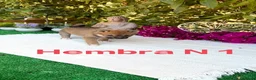 Shiba Inu perros en venta: Shiba Inu rojos y negros preciosos  - Anuncio 4