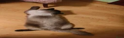 Ragdoll gatos en venta: Gato Ragdoll Seal Colourpoint - Anuncio 11