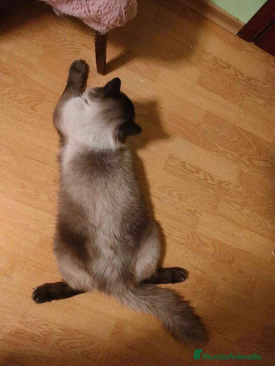 Ragdoll gatos en venta: Gato Ragdoll Seal Colourpoint - Anuncio 11