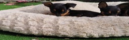 Pinscher Miniatura perros en venta: Mini pinscher negro fuego  - Anuncio 5