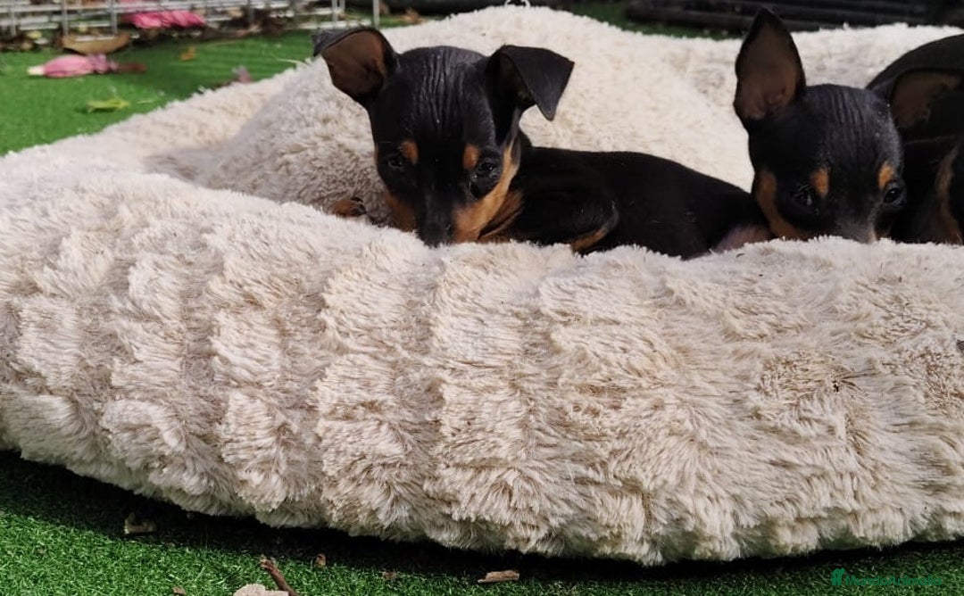 Pinscher Miniatura perros en venta: Mini pinscher negro fuego  - Imagen 5