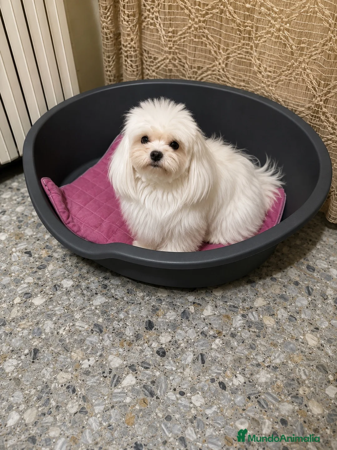Maltipoo perros en venta: Maltipoo F1 hembra - Anuncio 4