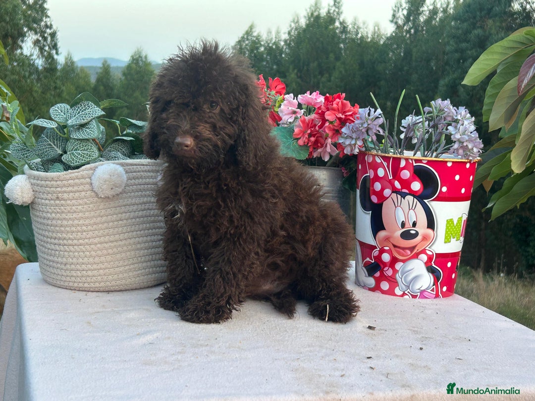 Perro de Agua Español perros en venta: Perro de aguas chocolate hembras y macho - Imagen 2
