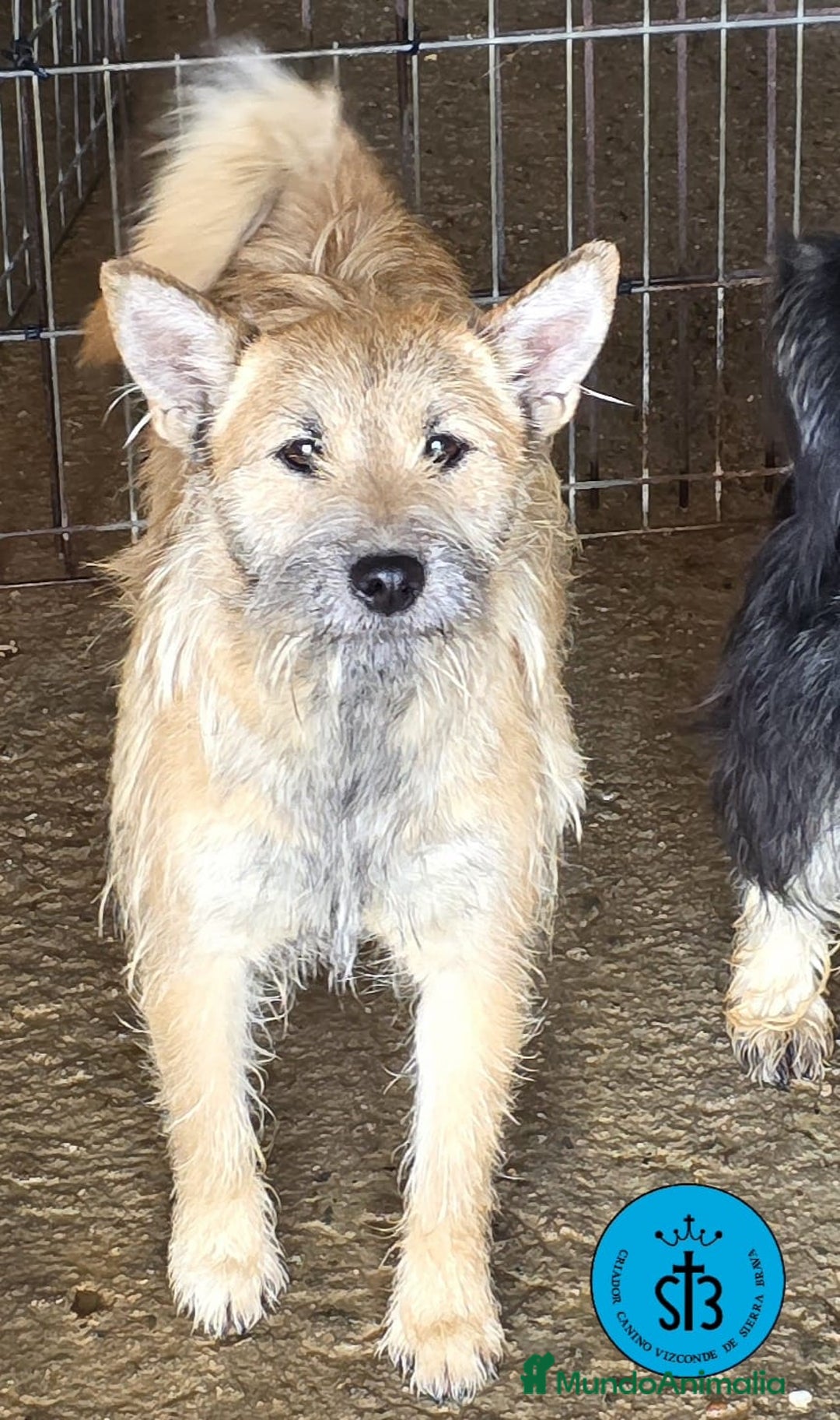 Raza Mixta perros en adopcion: Cruce de Shibainu con Schnauzer - Imagen 8