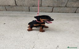 Terrier Alemán de Caza perros en venta: Disponible cachorros de Jagd terrier  - Imagen 2