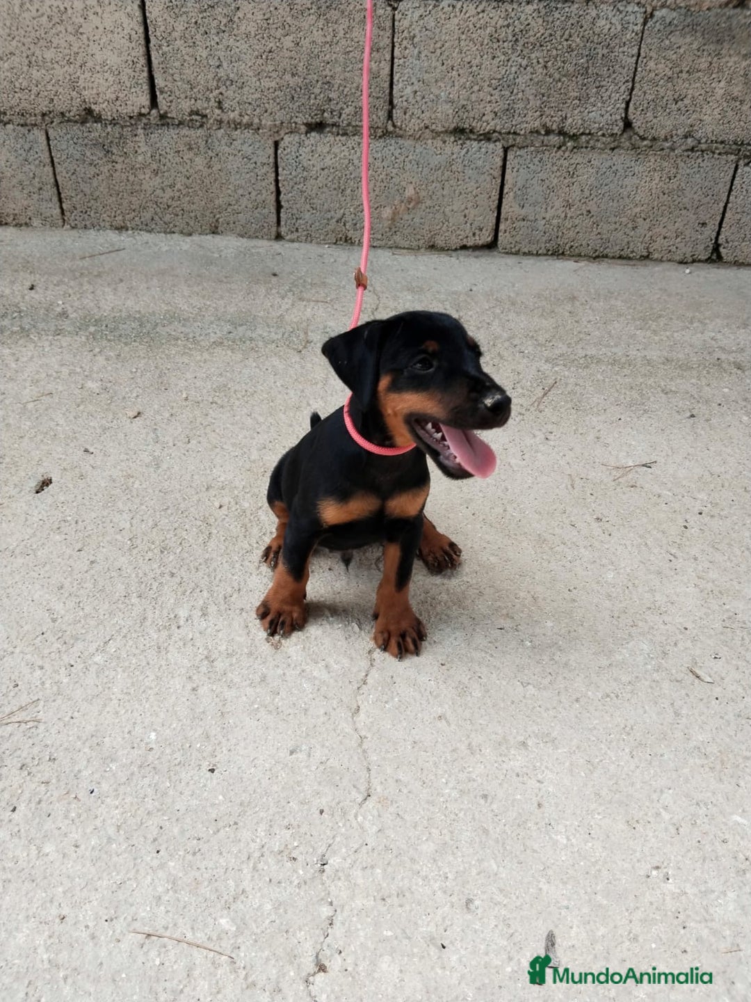 Terrier Alemán de Caza perros en venta: Disponible cachorros de Jagd terrier  - Imagen 2