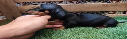 Teckel Miniatura perros en venta: Teckel kaninchen  - Anuncio 1