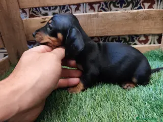 Teckel Miniatura perros Teckel kaninchen - Anuncio 4