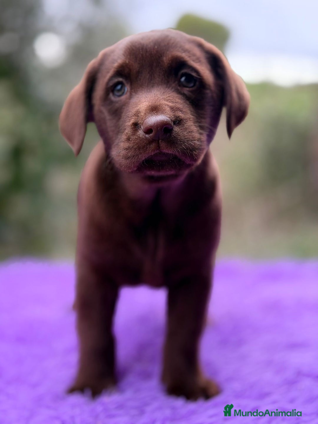 Labrador Retriever perros en venta: LABRADOR CHOCOLATE DISPONIBLES - Anuncio 1