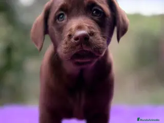 Labrador Retriever perros LABRADOR CHOCOLATE DISPONIBLES - Anuncio 12
