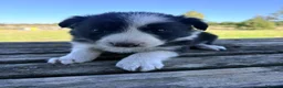 Border Collie perros en venta: Border Collie - Anuncio 19