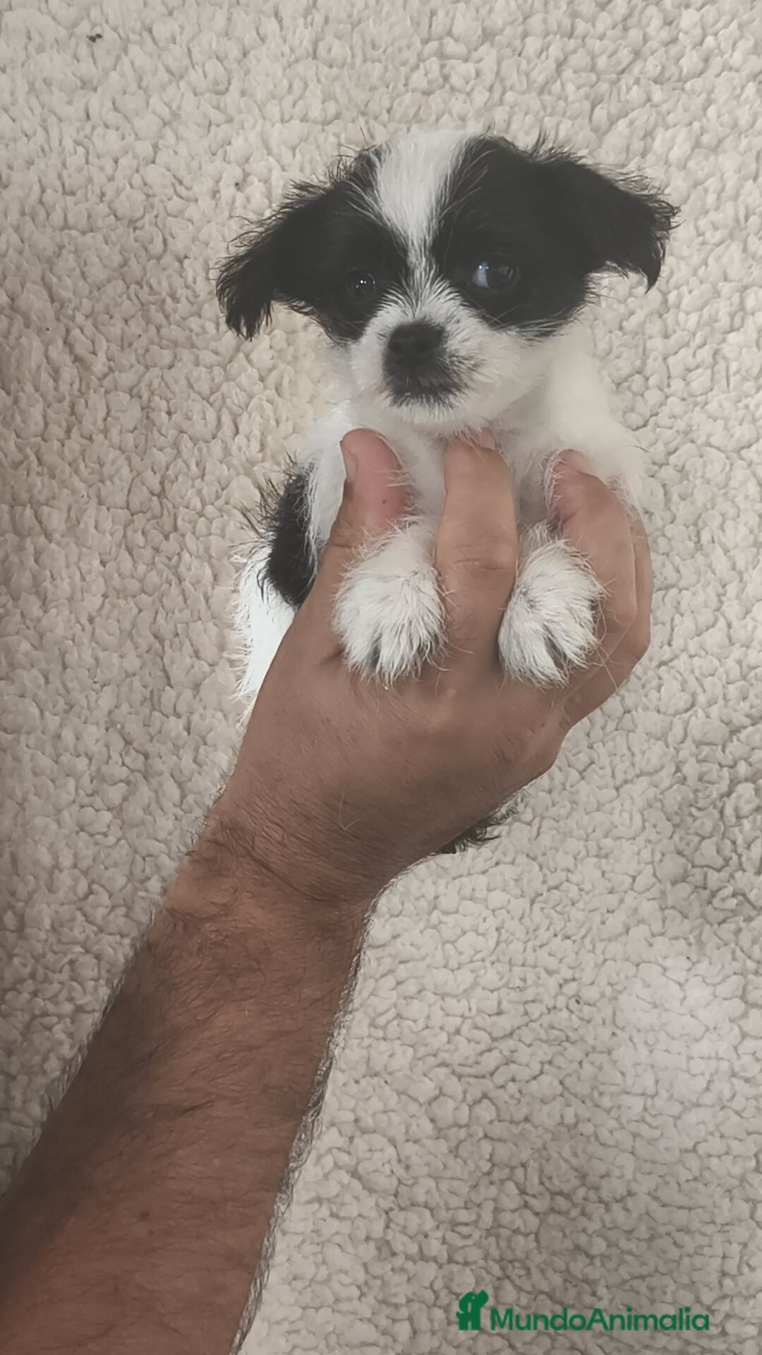 Raza Mixta perros en venta: Maltichi (Bichón maltes y chihuahua)  - Imagen 5