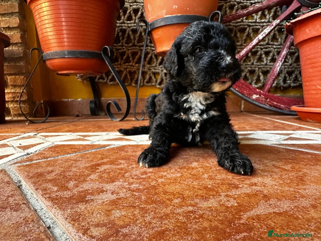 Perro de Agua Español perros en venta: Cachorros perro de agua Español en Granada  - Imagen 4