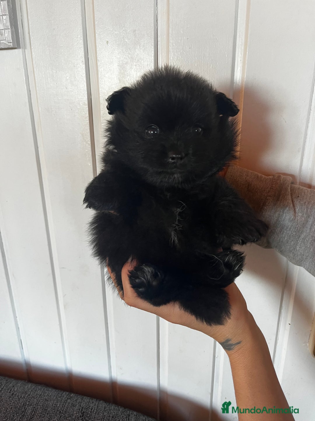 Pomerania perros en venta: Pomerania  - Imagen 5