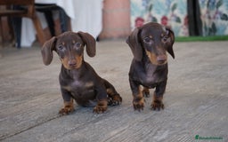 Teckel Miniatura perros en venta: 🐾 Bongo y Cacao – Teckel miniatura 🐾 - Imagen 4